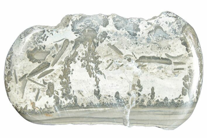 Triassic Aged Stromatolite Fossil - England #285787